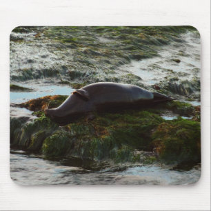 Alfombrilla De Ratón Foca de puerto iluminada por la puesta del sol II