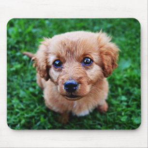Alfombrilla De Ratón Foto de cachorro adorable