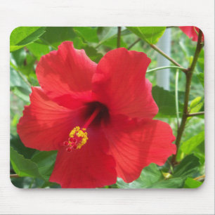 Alfombrilla De Ratón Foto de flor de hibisco tropical roja en una