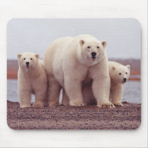 Alfombrilla De Ratón Foto de madre de oso polar y crías