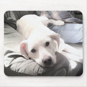 Alfombrilla De Ratón Foto de perro blanco perezoso colgando con papá