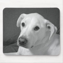 Foto en blanco y negro de un hermoso perro con alm