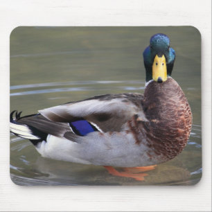 Alfombrilla De Ratón Foto Mallard Duck Drake Water