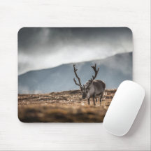 Foto natural de renos de Svalbard