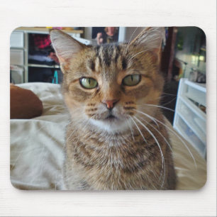 Alfombrilla De Ratón Foto personalizada del gato del Mascota Kitten