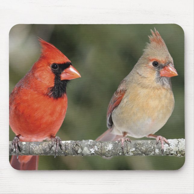 Alfombrilla De Ratón Fotografía cardinal septentrional Mousepad (Frente)