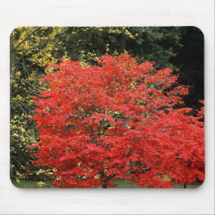 Alfombrilla De Ratón Fotografía de árbol de arce japonés rojo otoñal vi