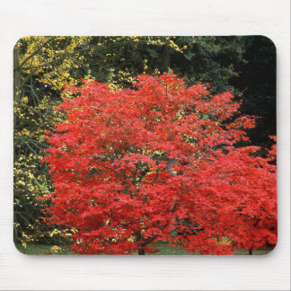 Alfombrilla De Ratón Fotografía de árbol de arce japonés rojo otoñal vi