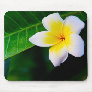 Alfombrilla De Ratón Fotografía de Flor de Plumeria