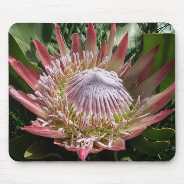 Alfombrilla De Ratón Fotografía de flores King Protea (Frente)