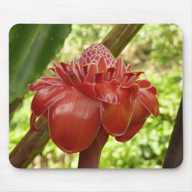Alfombrilla De Ratón Fotografía de la Flor Tropical del jengibre de la  (Frente)