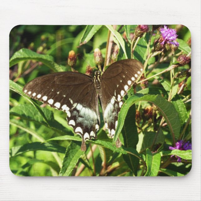 Alfombrilla De Ratón Fotografía de la naturaleza de la mariposa de cola (Frente)