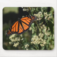 Fotografía de la naturaleza de la mariposa del mon