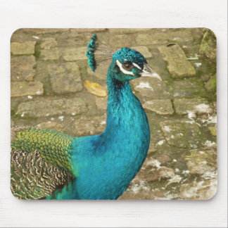 Alfombrilla De Ratón Fotografía de Naturaleza Hermosa Pavo Real