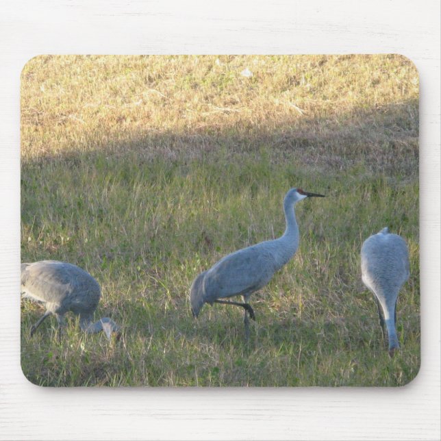 Alfombrilla De Ratón Fotografía de Sandhill Crane Grazing (Frente)