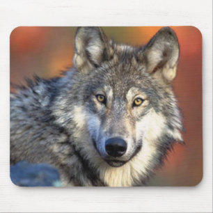 Alfombrilla De Ratón Fotografía del lobo