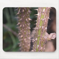 Fotografía del Parque Natural Plant Stem Thorns
