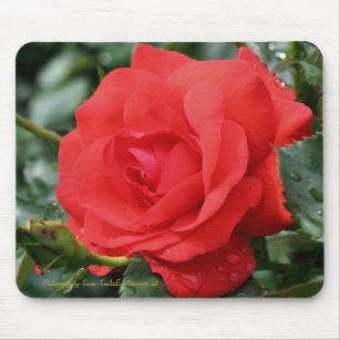 Alfombrilla De Ratón Fotografía Mousepad de la flor del rosa rojo