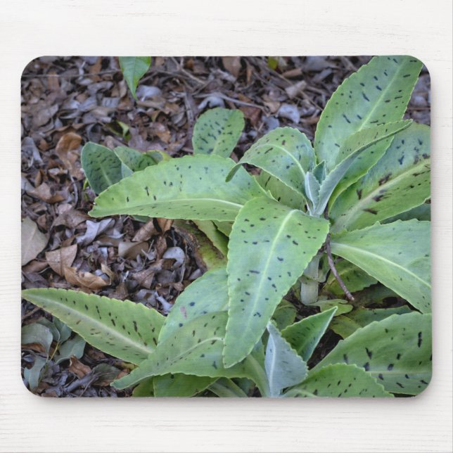 Alfombrilla De Ratón Fotografía - Planta (Frente)