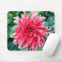 Fotografía rosa de Dahlia, flor canadiense