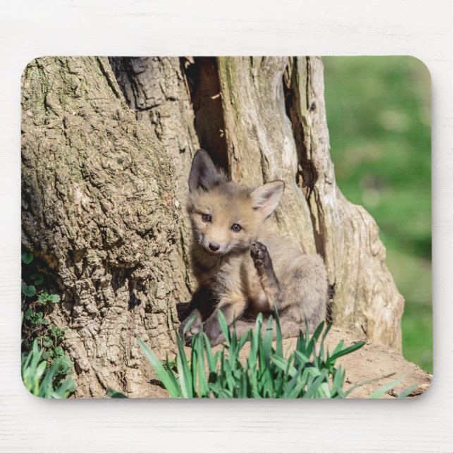 Alfombrilla De Ratón Fox Kit en el Valle de Hudson (Frente)