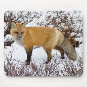 Alfombrilla De Ratón Fox roja en la nieve en invierno
