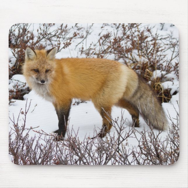 Alfombrilla De Ratón Fox roja en la nieve en invierno (Frente)