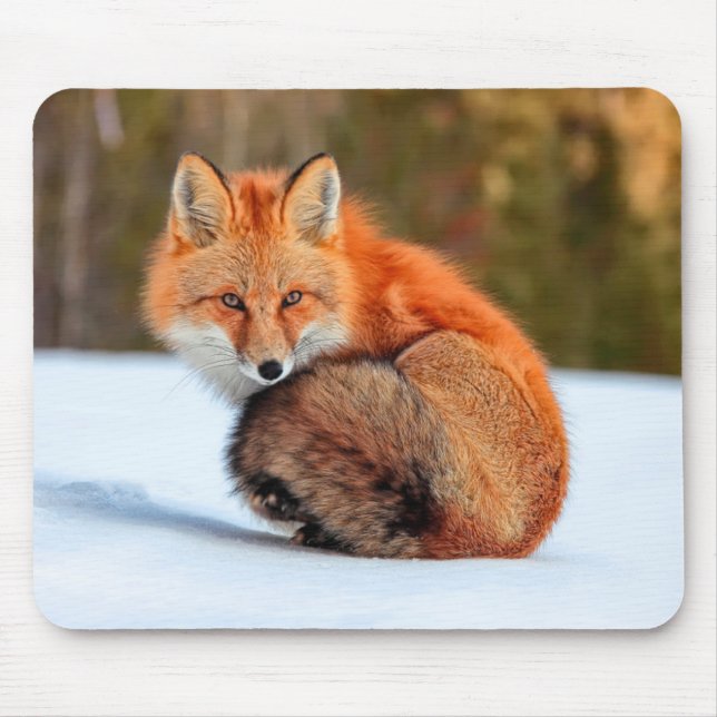 Alfombrilla De Ratón Fox Rojo En Nieve | Yukón (Frente)