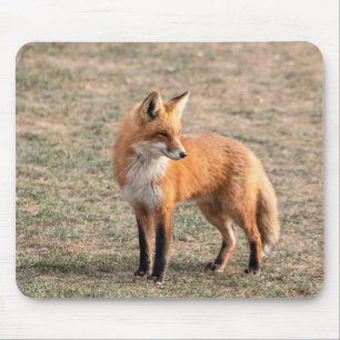 Alfombrilla De Ratón Fox rojo en un campo