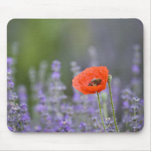 Alfombrilla De Ratón Francia, Provenza. Amapola solitaria en campo de
