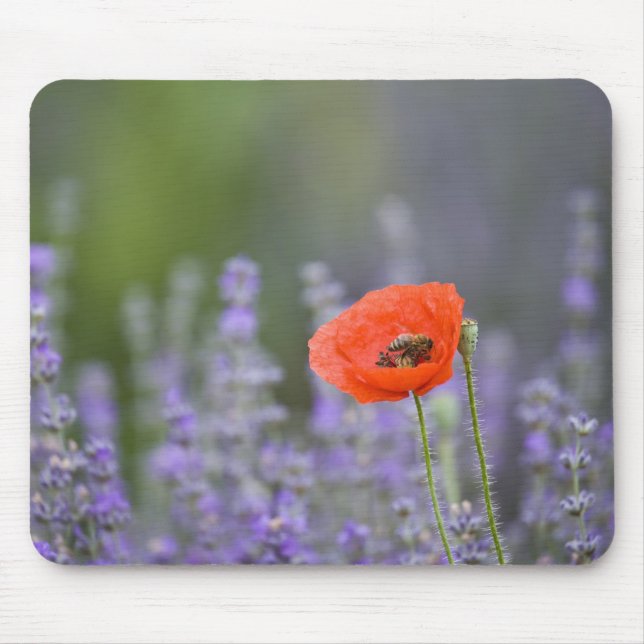 Alfombrilla De Ratón Francia, Provenza. amapola solitaria en el campo (Frente)