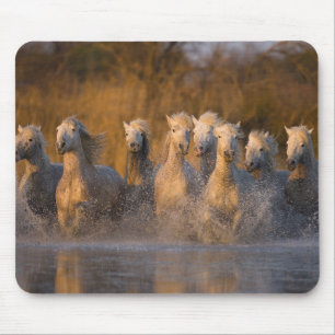 Alfombrilla De Ratón Francia, Provenza. Caballos blancos de Camargue