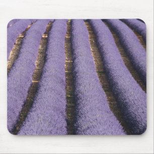 Alfombrilla De Ratón Francia, Provenza. Filas de lavanda en flor.2