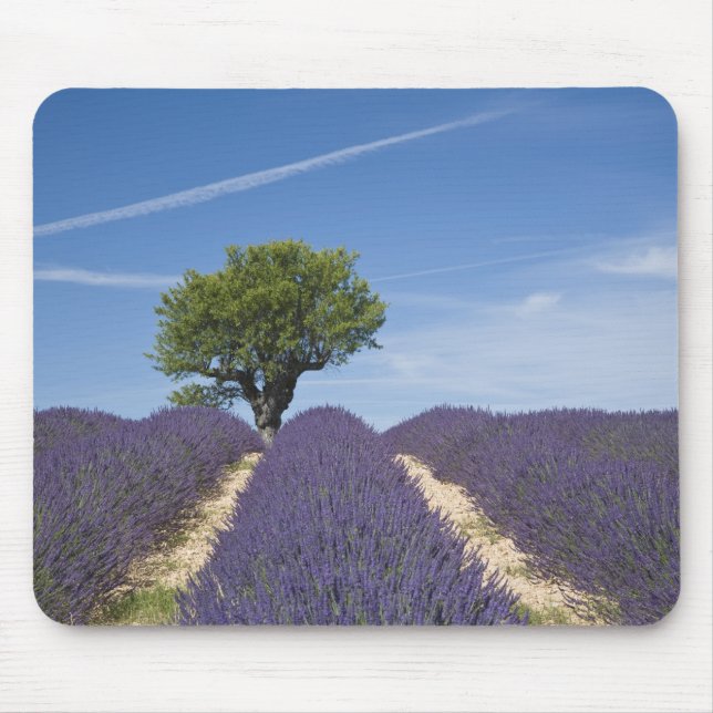 Alfombrilla De Ratón Francia, Provenza. Filas de lavanda en flor.4 (Frente)