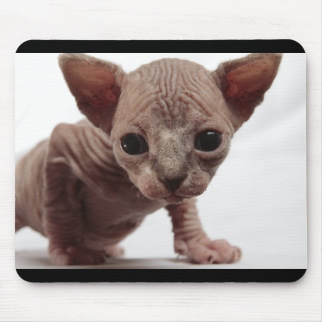 Alfombrilla De Ratón Freaky Cute Furless Sphynx Kitten (Frente)
