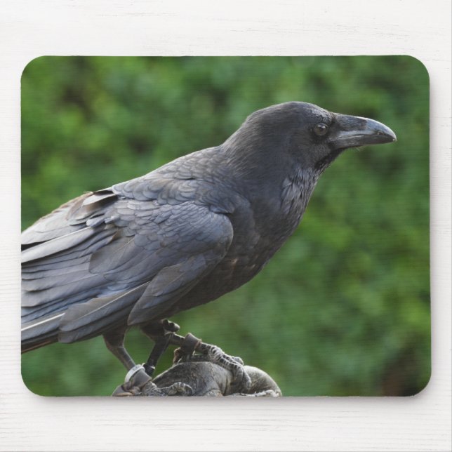 Alfombrilla De Ratón Frecuentes Raven (Frente)