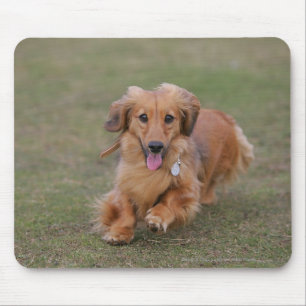 Alfombrilla De Ratón Funcionamiento del Dachshund de Miniture