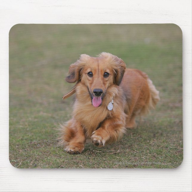 Alfombrilla De Ratón Funcionamiento del Dachshund de Miniture (Frente)