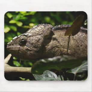 Alfombrilla De Ratón Furcifer oustaleti