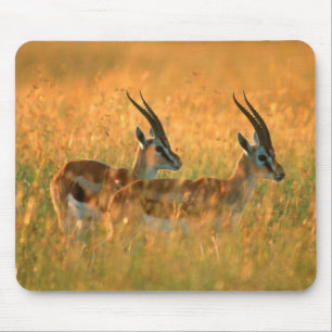 Alfombrilla De Ratón Gacela de Thomson (Gazella Thomsonii) al amanecer