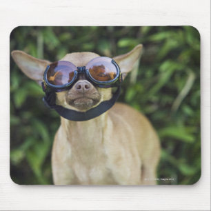 Alfombrilla De Ratón Gafas que llevan de la chihuahua