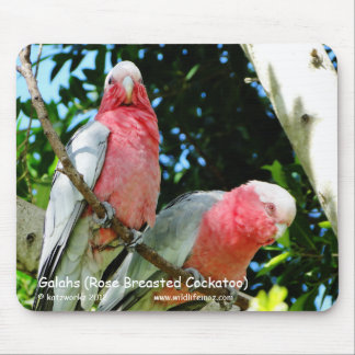 Alfombrilla De Ratón Galahs (Cockatoo color de rosa de Breasted)