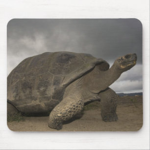 Alfombrilla De Ratón Galápagos Gigante Tortoise Geochelone