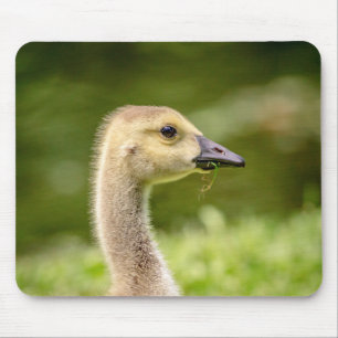 Alfombrilla De Ratón Ganso Canadiense (Gosling)