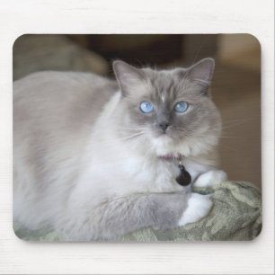 Alfombrilla De Ratón Gata Ragdoll hembra