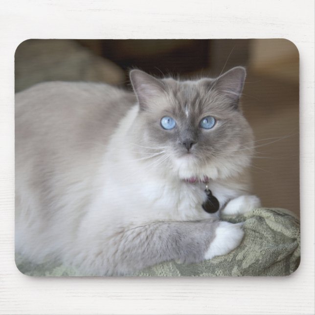 Alfombrilla De Ratón Gata Ragdoll hembra (Frente)