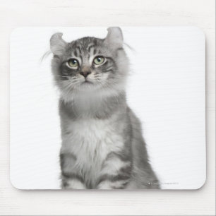 Alfombrilla De Ratón Gatito americano del rizo (3 meses)