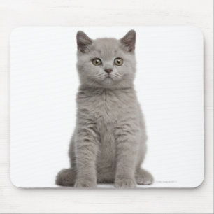 Alfombrilla De Ratón Gatito británico de Shorthair (10 semanas de