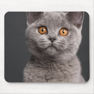 Alfombrilla De Ratón Gatito británico de Shorthair (3 meses)