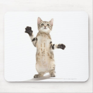 Alfombrilla De Ratón Gatito en el fondo blanco